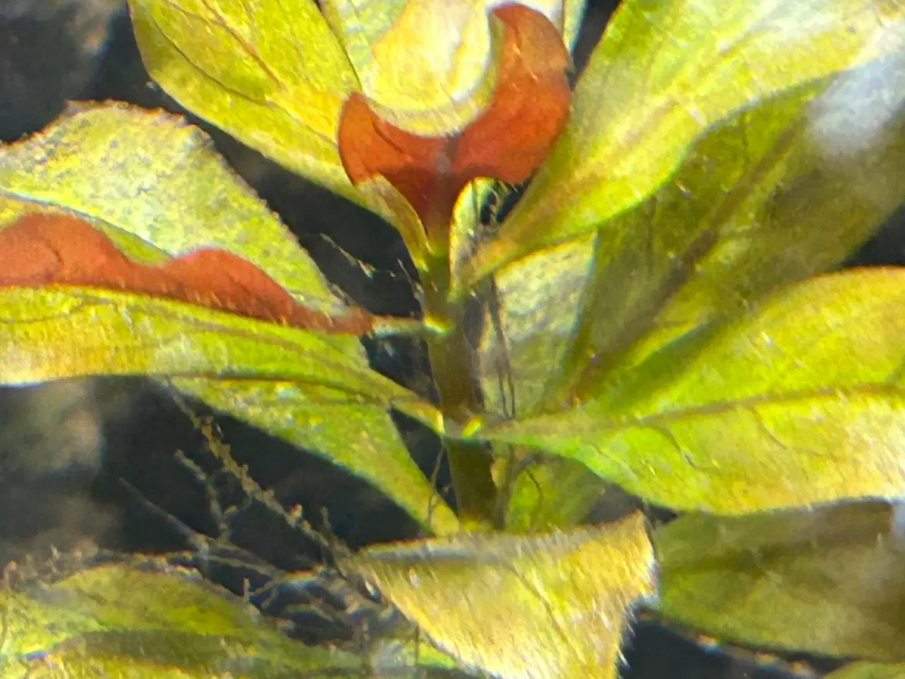 Billede 6 - 🌿 Levende akvarieplanter – 2 stk. GLS