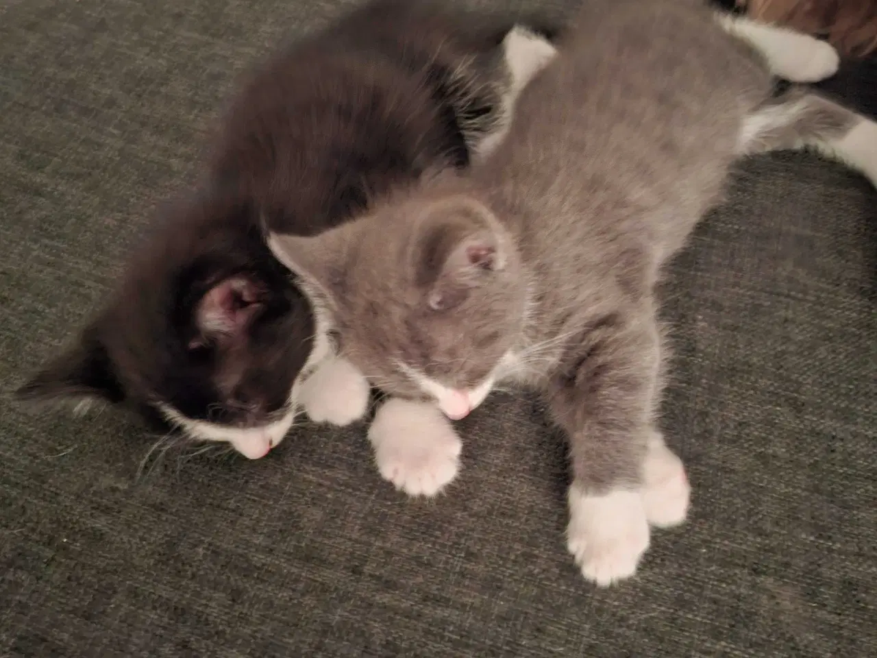 Billede 9 - Killinger - Mainecoone blanding