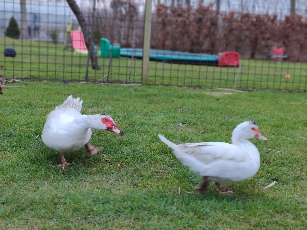 Billede 3 - 5 moskus 3,2 søger nye foderværter
