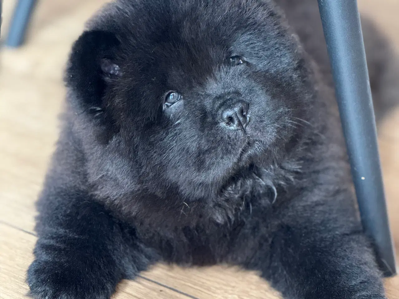 Billede 6 - Chow Chow hvalpe