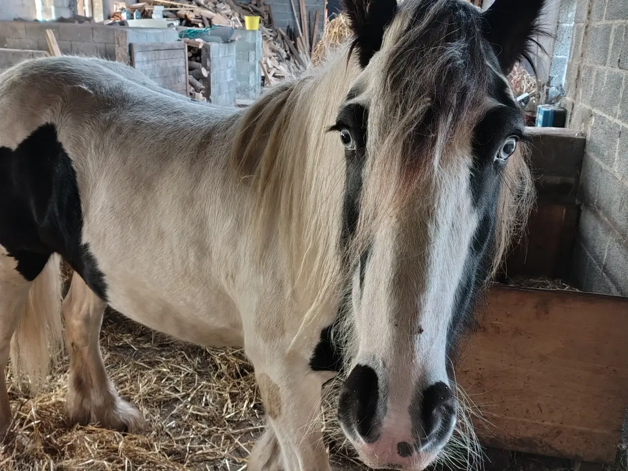 Billede 4 - Irish cob, vallak