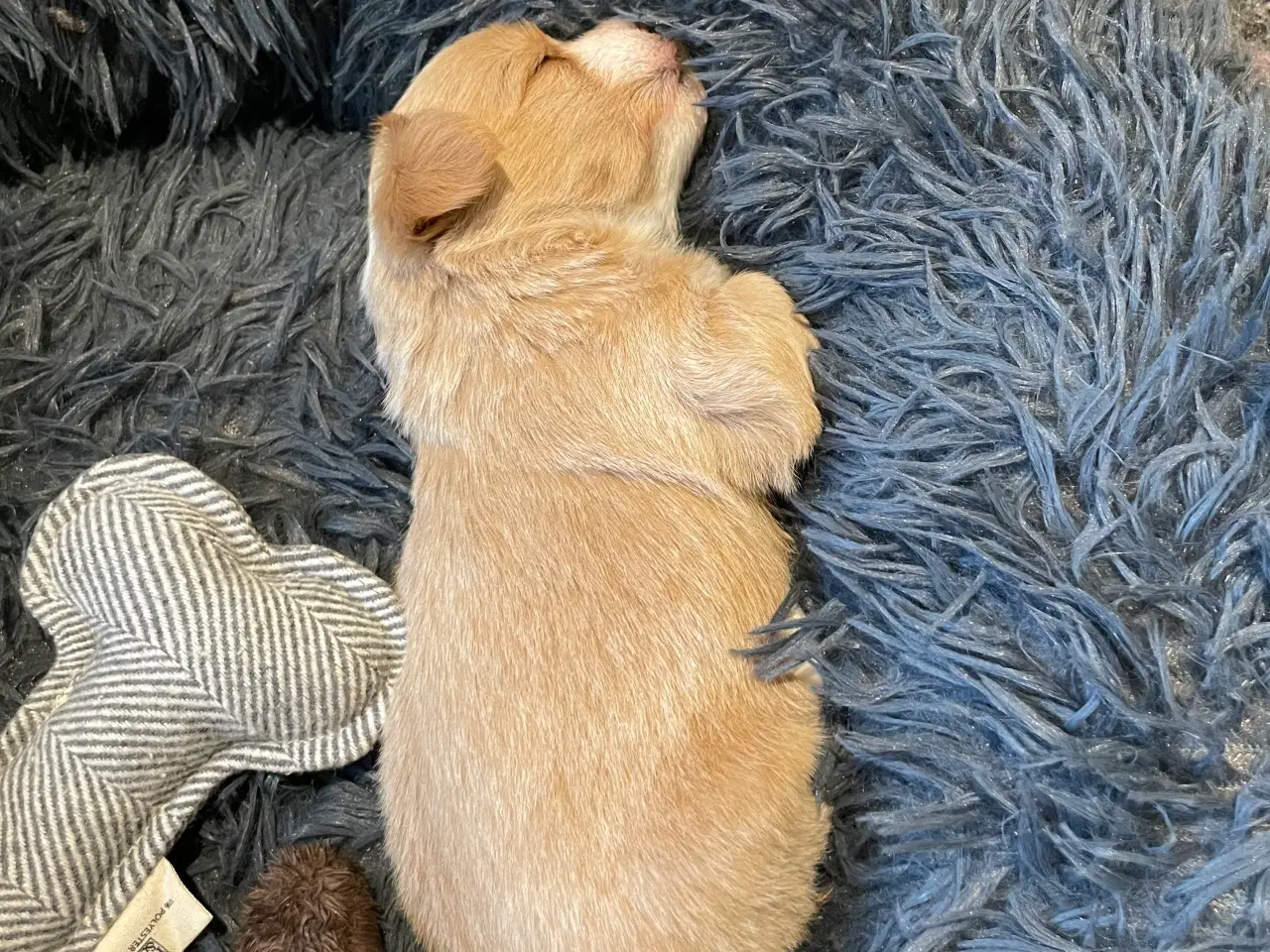 Billede 2 - Hava hvalpe 