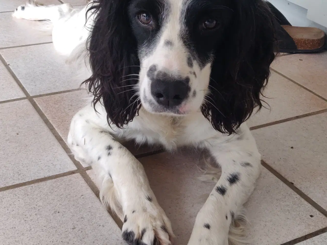 Billede 2 - Springer spaniel hvalpe 