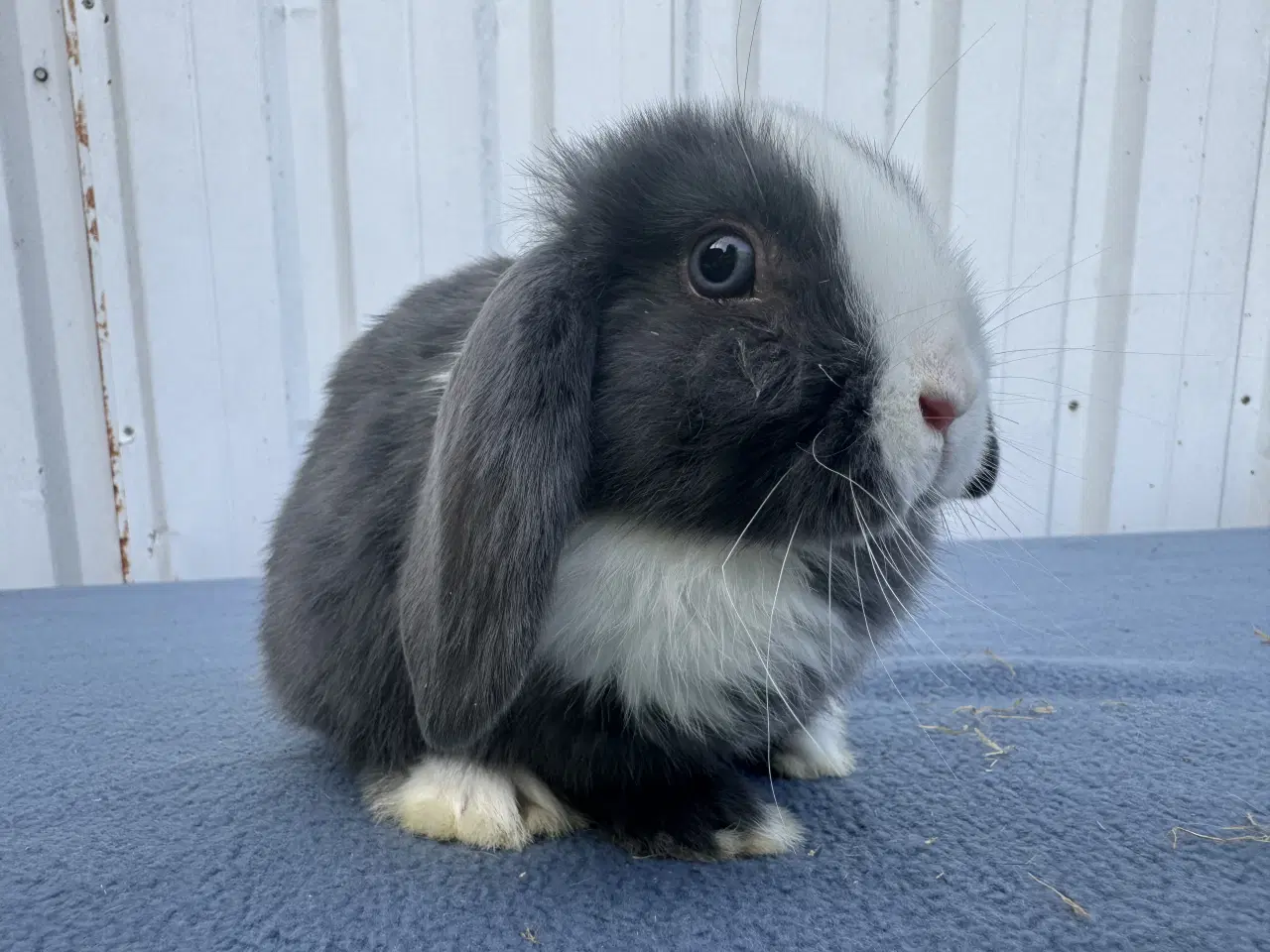 Billede 1 - Dværgvædder/Mini lop hunkanin