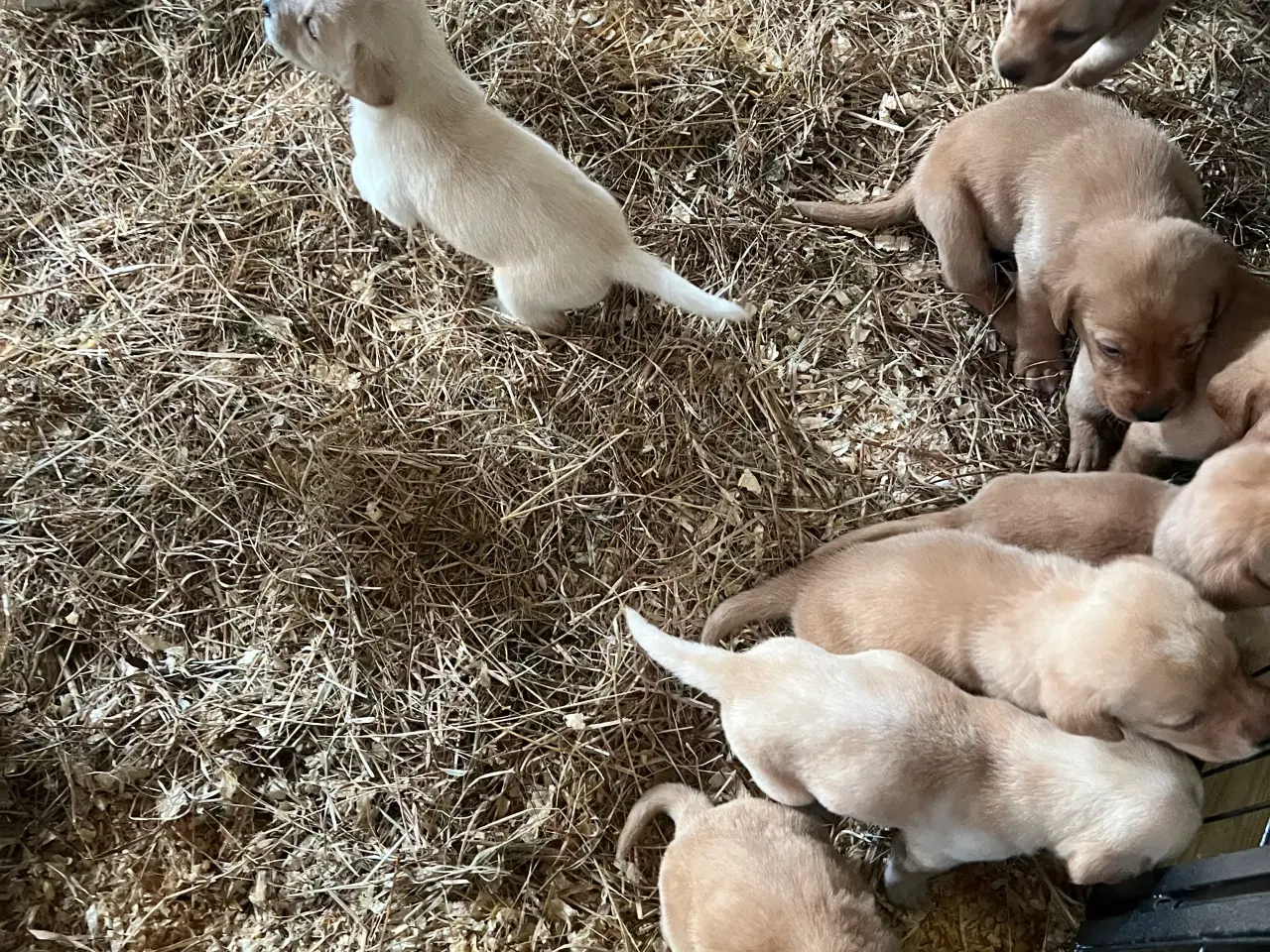 Billede 4 - Gule labrador hvalpe søger nyt hjem