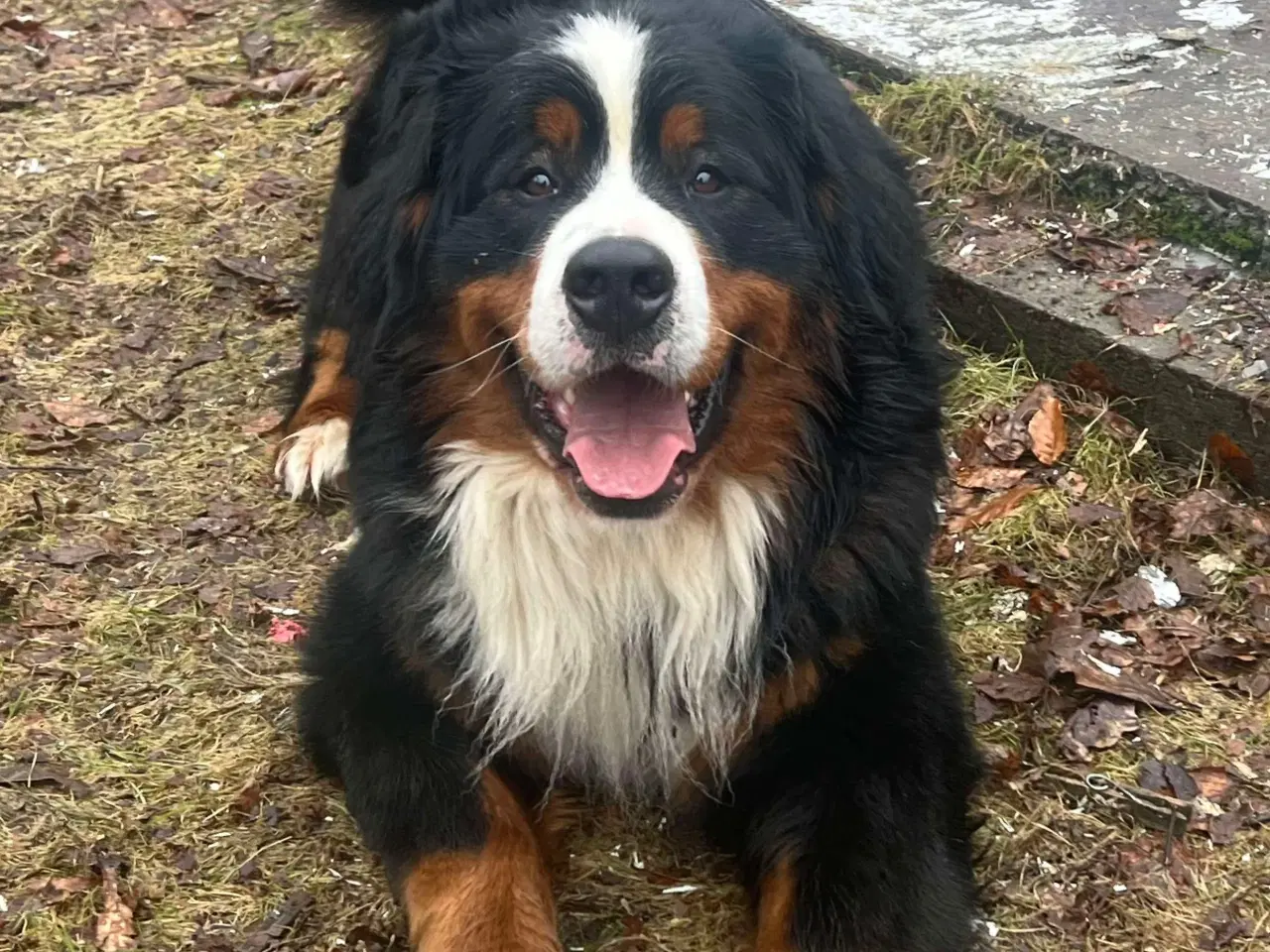 Billede 12 - 🐶 Smukke Mini Berner Sennen hvalpe 🐶 