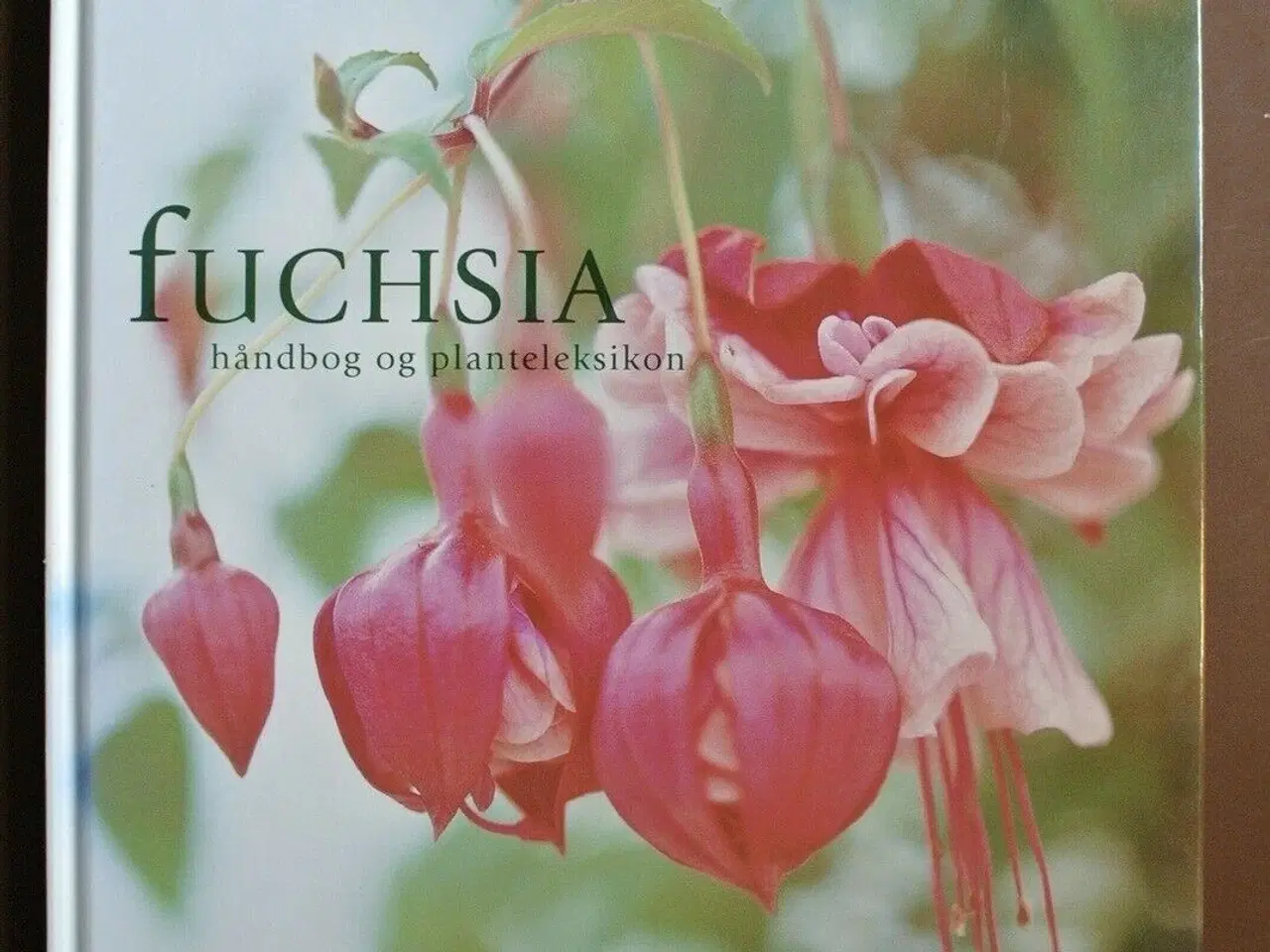 Billede 1 - fuchsia. håndbog og planteleksikon, Af david clark