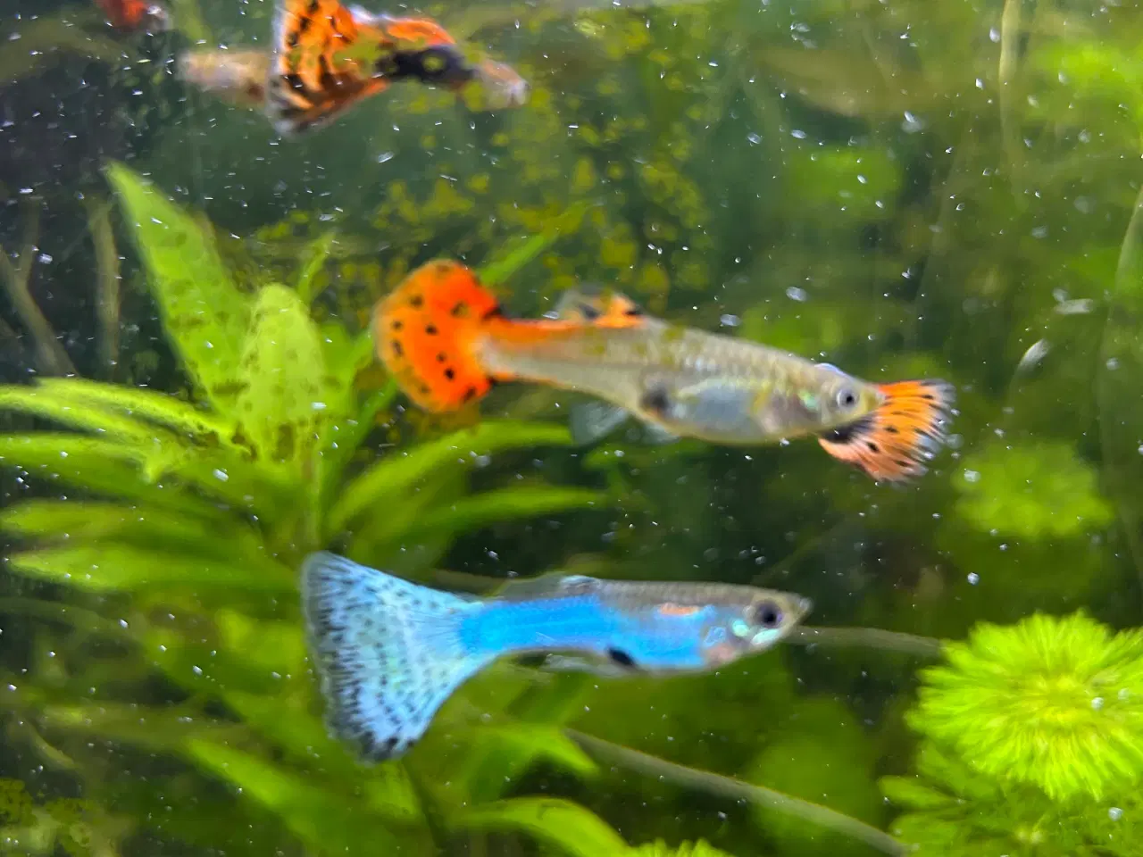 Billede 3 - Guppy voksne 