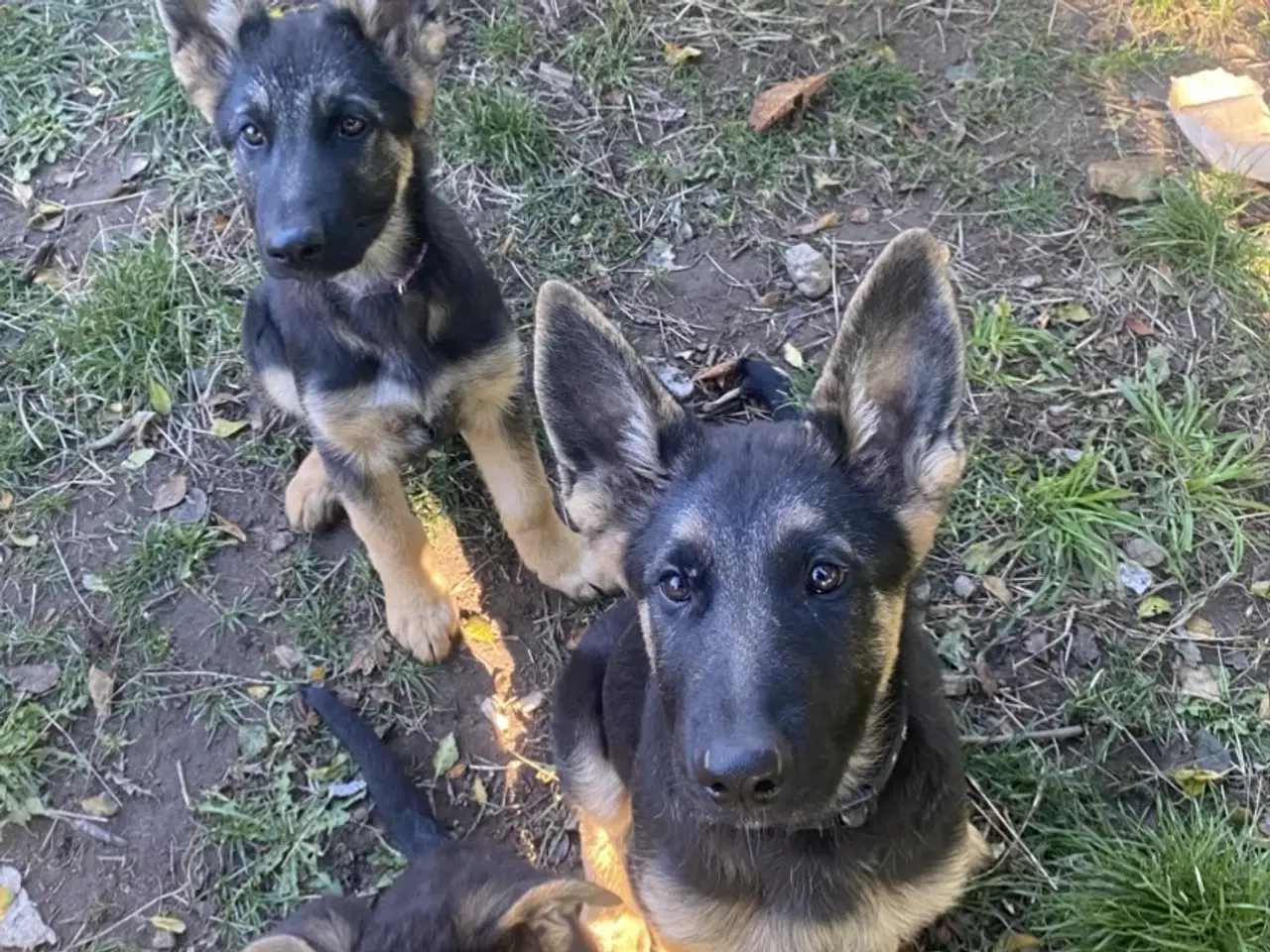 Billede 1 - Schæfer hvalpe der søger nyt hjem🐶