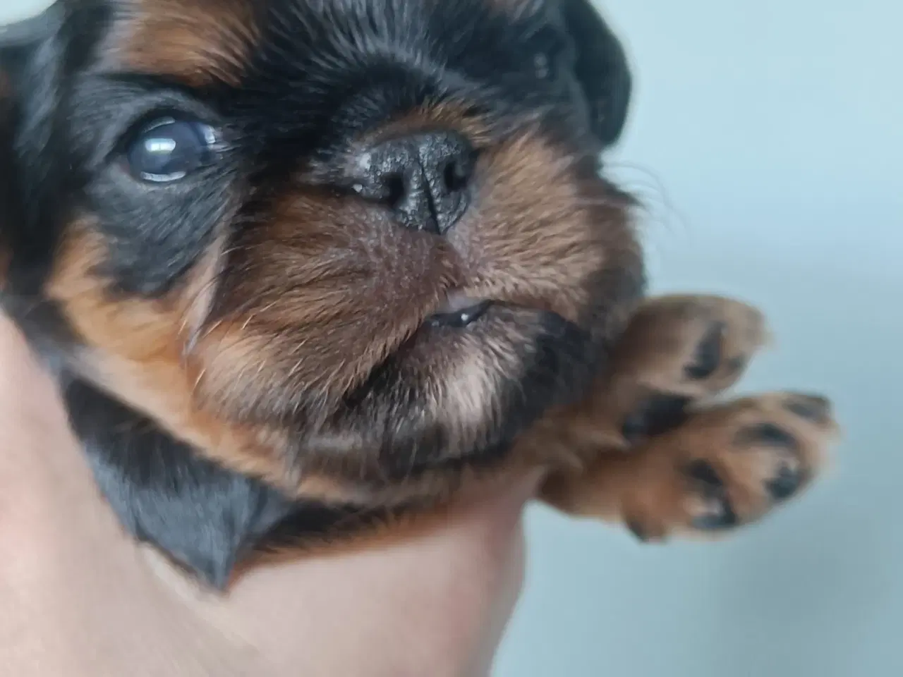 Billede 3 - King Charles Spaniel 