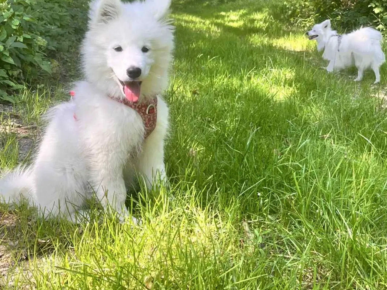 Billede 4 - 🐾 Smuk og kærlig samojedehvalp søger nyt hjem 🐾