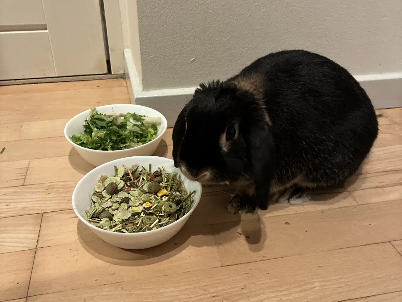 Billede 2 - Max søger nyt og kærligt hjem 