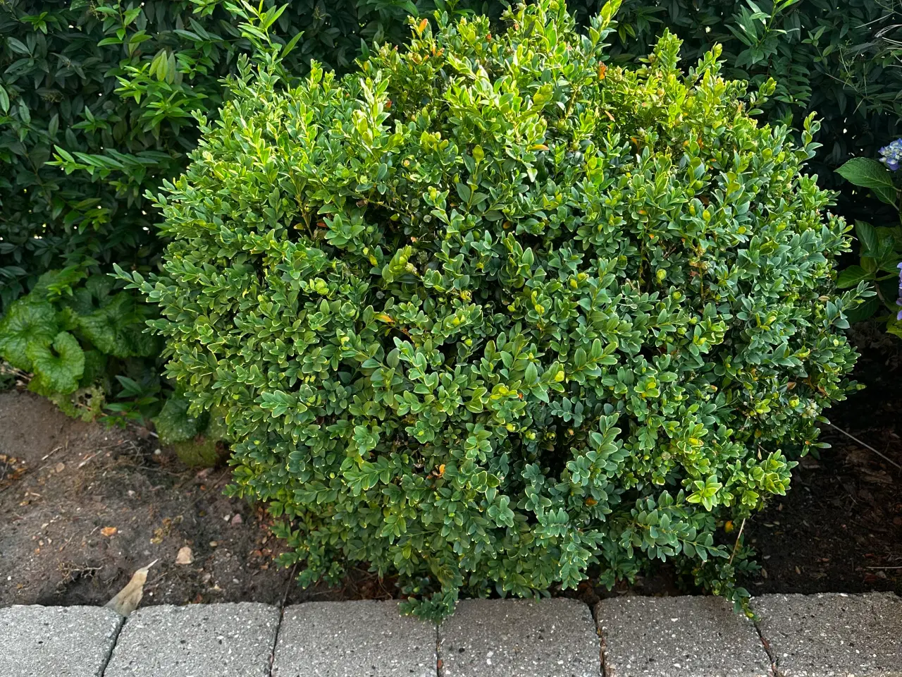 Billede 4 - Rhododendron, buskbom samt andre planter