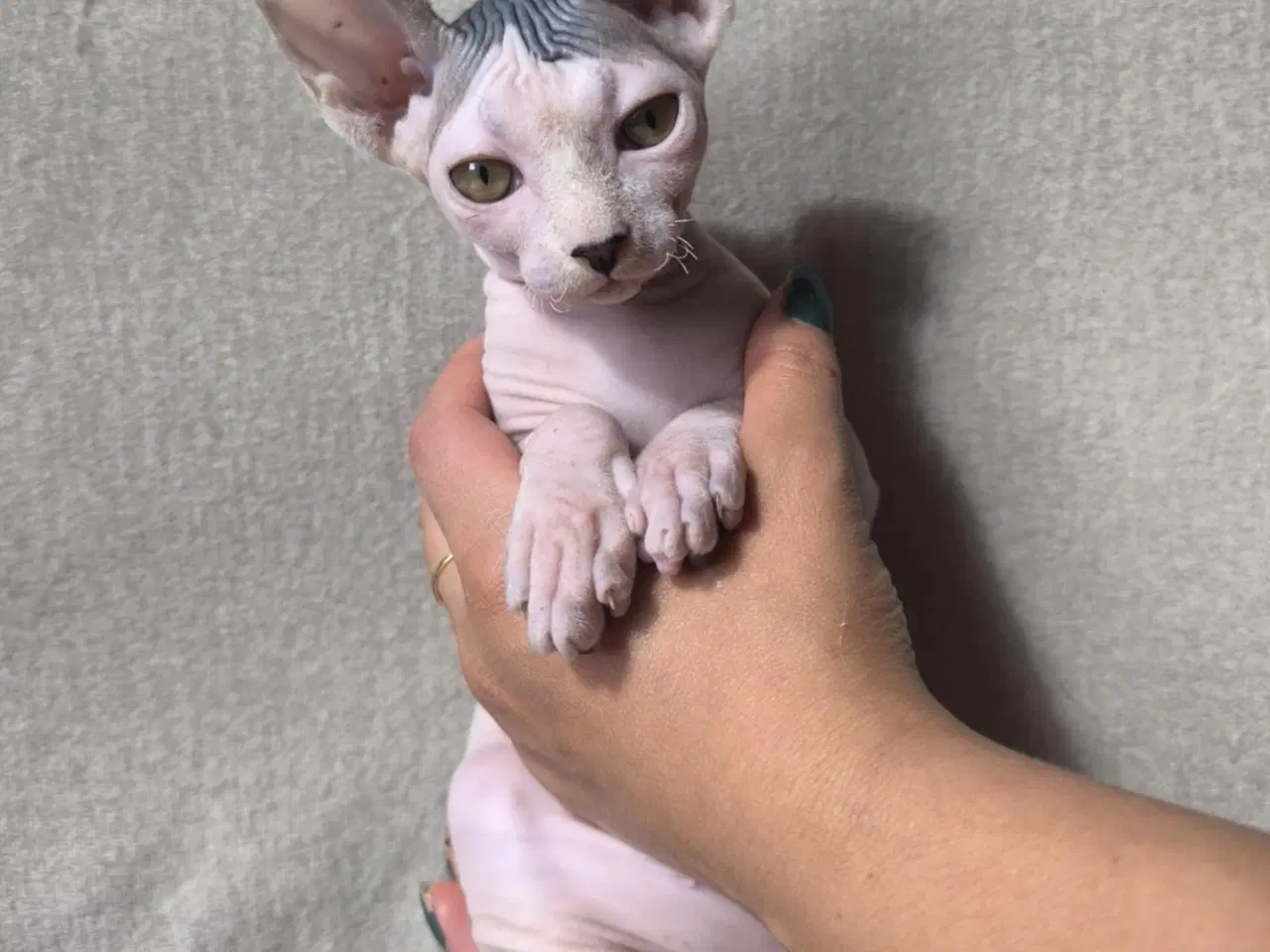 Billede 6 - 3 af de Sødeste SPHYNX killinger
