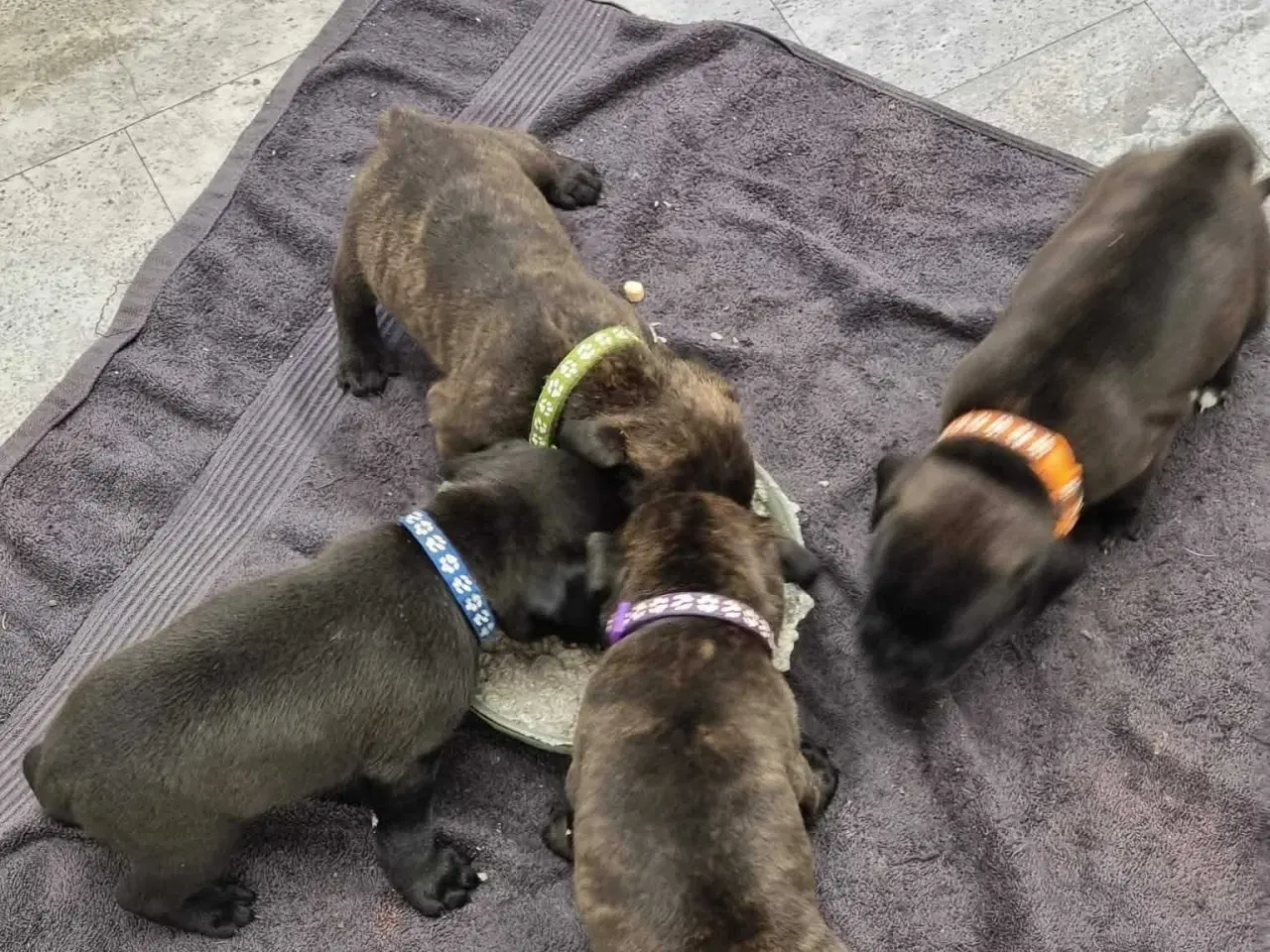 Billede 5 - Engelsk staffordshire Bull terrie hvalpe 