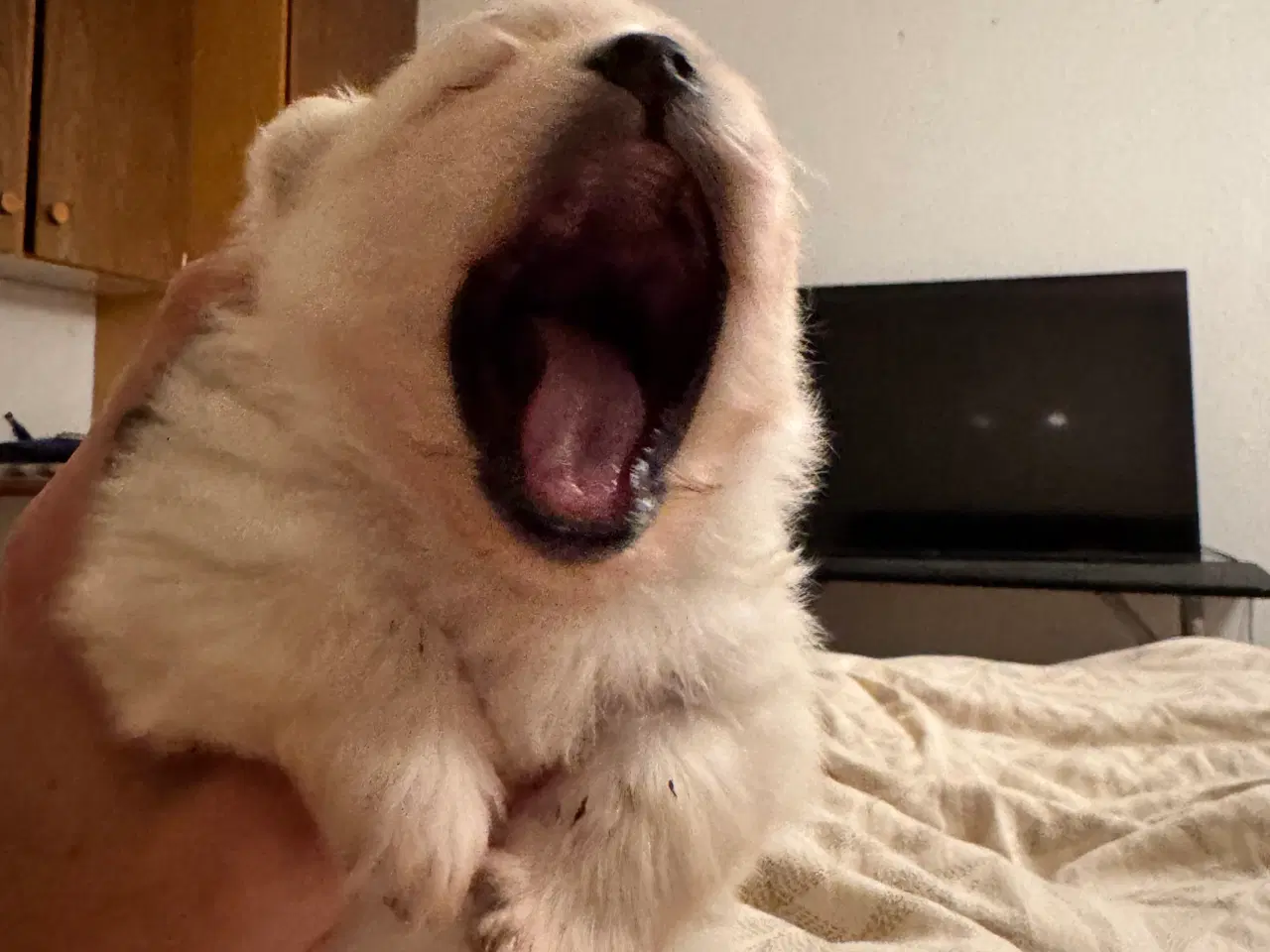 Billede 2 - Pomeranian Merle hvalp 