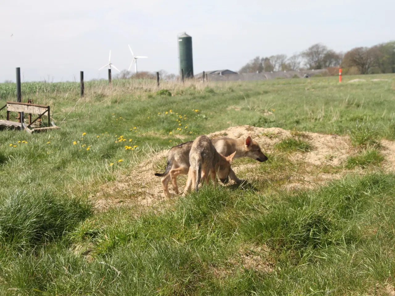 Billede 4 - Tjekkoslovakisk ulvehundehvalpe 