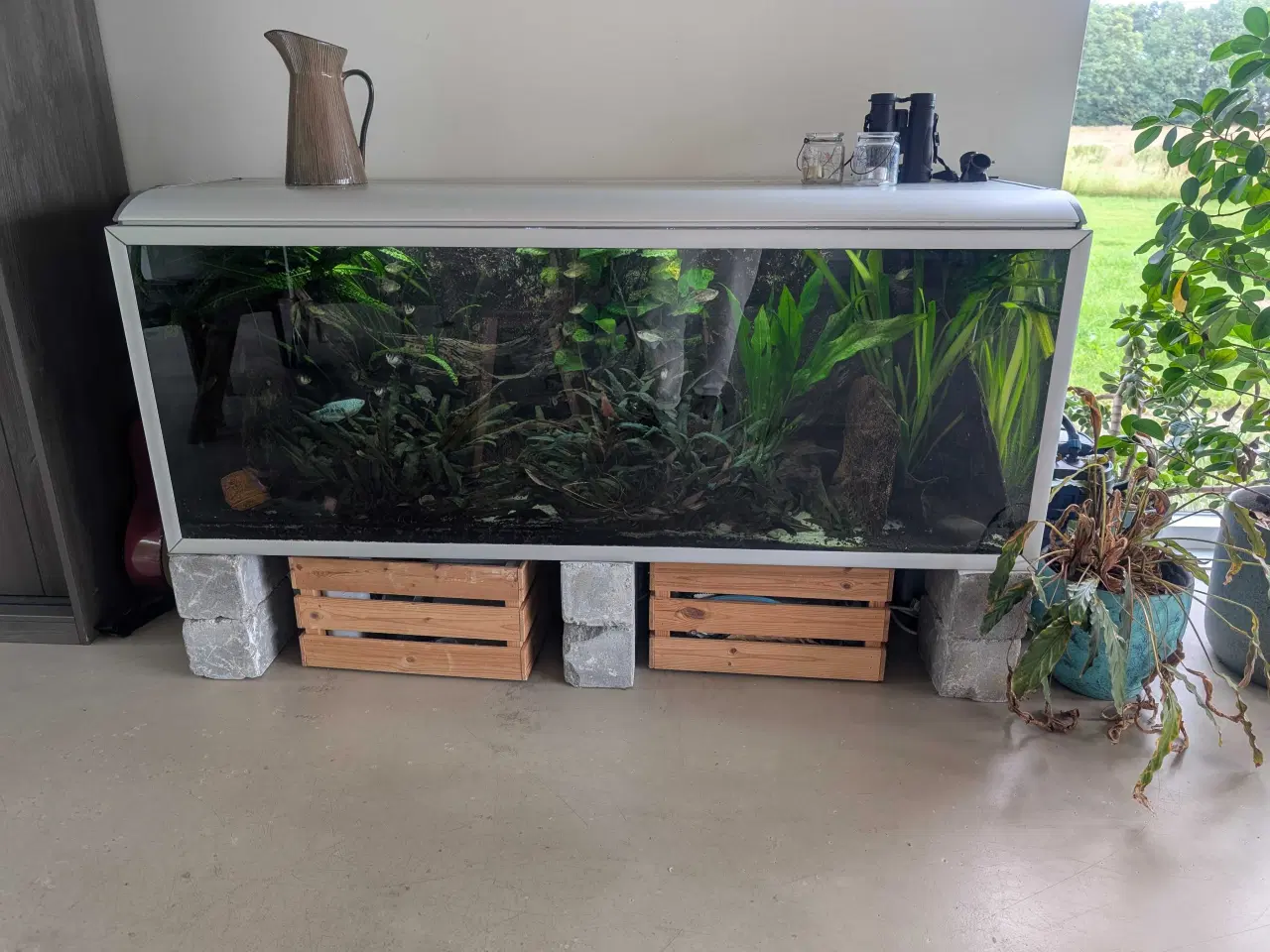 Billede 1 - 540l klassisk Akvastabil akvarie