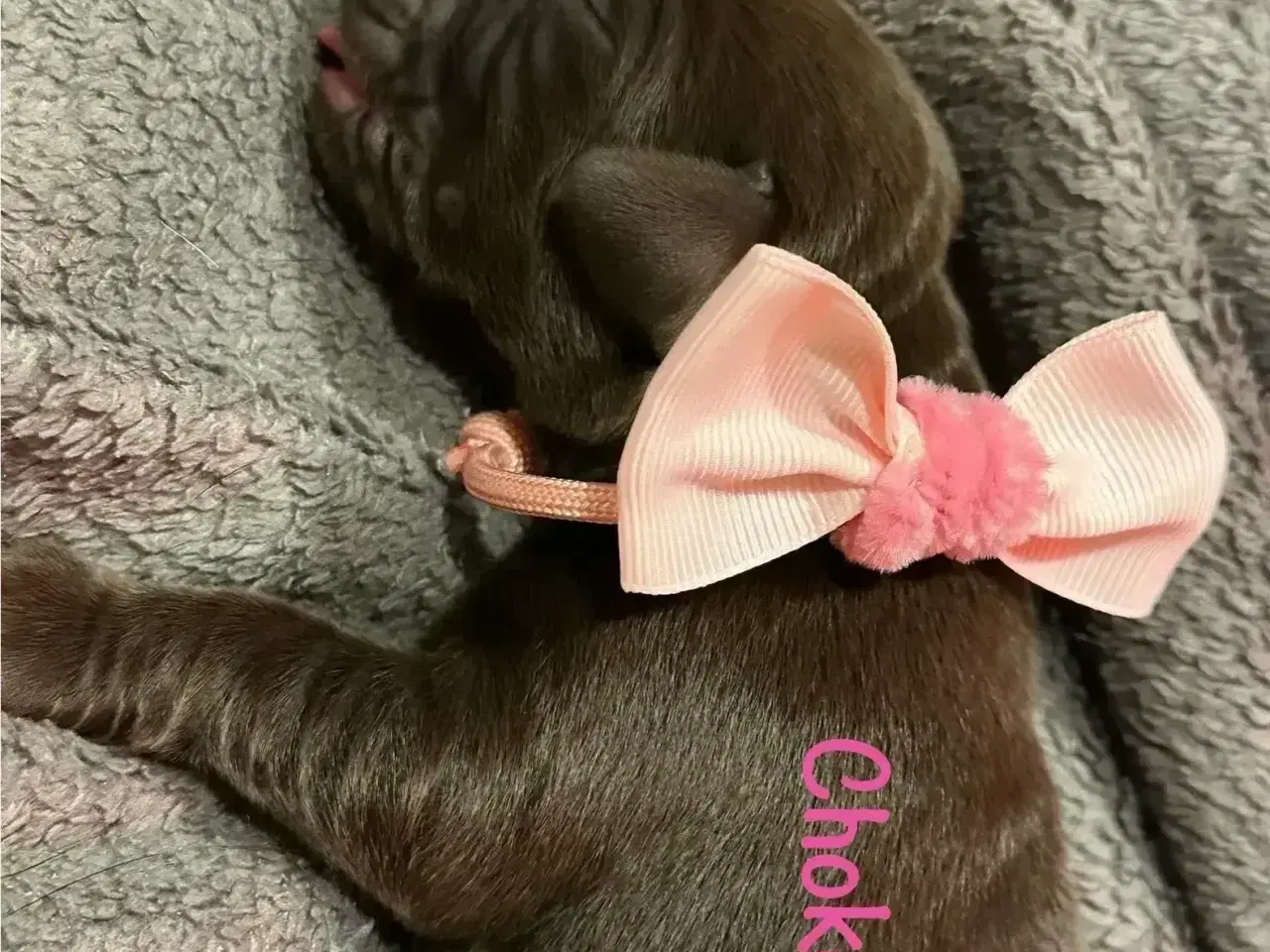 Billede 19 - Lækre Labrador Hvalpe Basser😍 til salg 