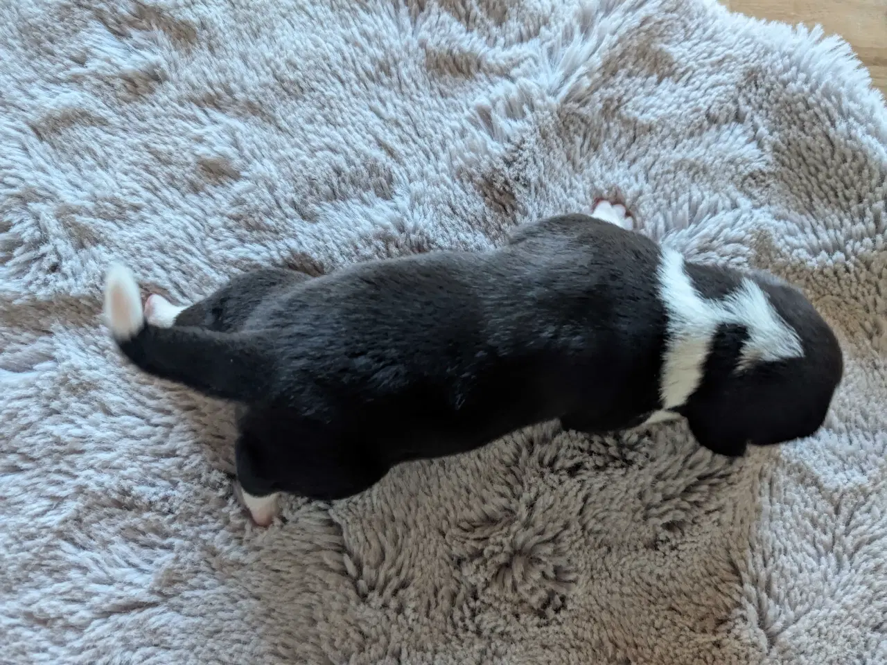 Billede 3 - Blandingshvalpe corgi mix