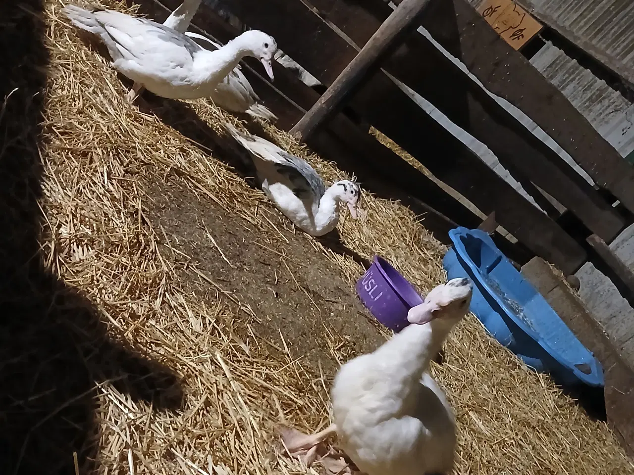 Billede 4 - Moskusænder sælges 