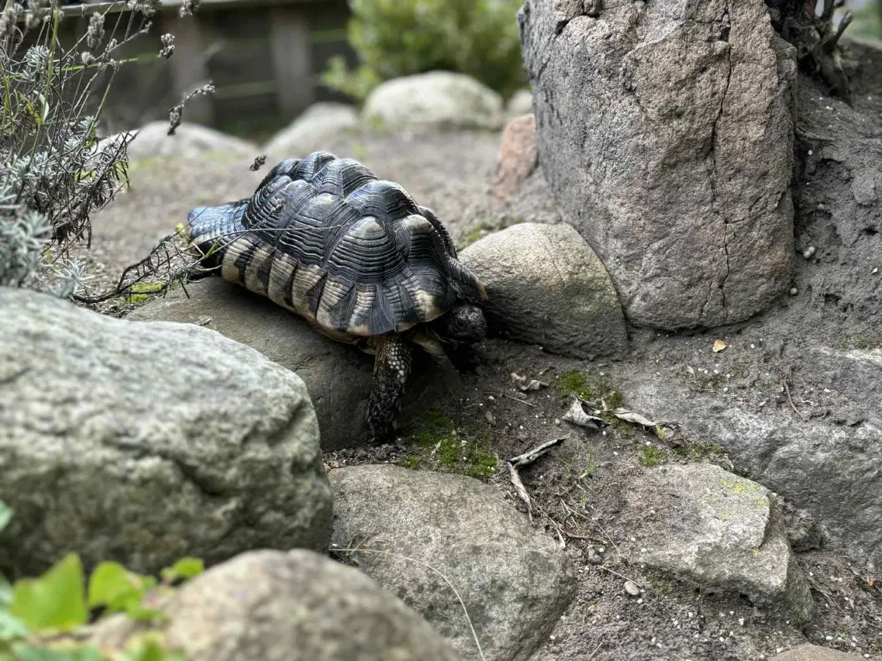Billede 4 - 2 Han Bredrandet Landskildpadder