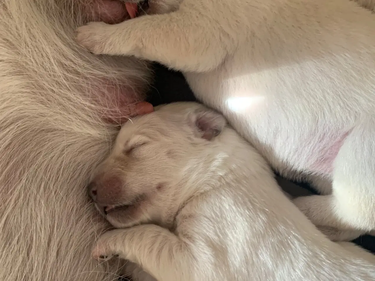 Billede 1 - Familievenlige blandingshvalpe / hundehvalp