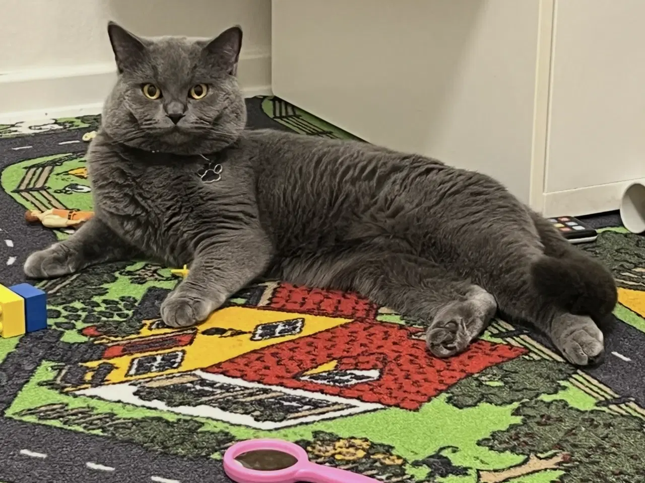 Billede 1 - Han kat britisk shorthair