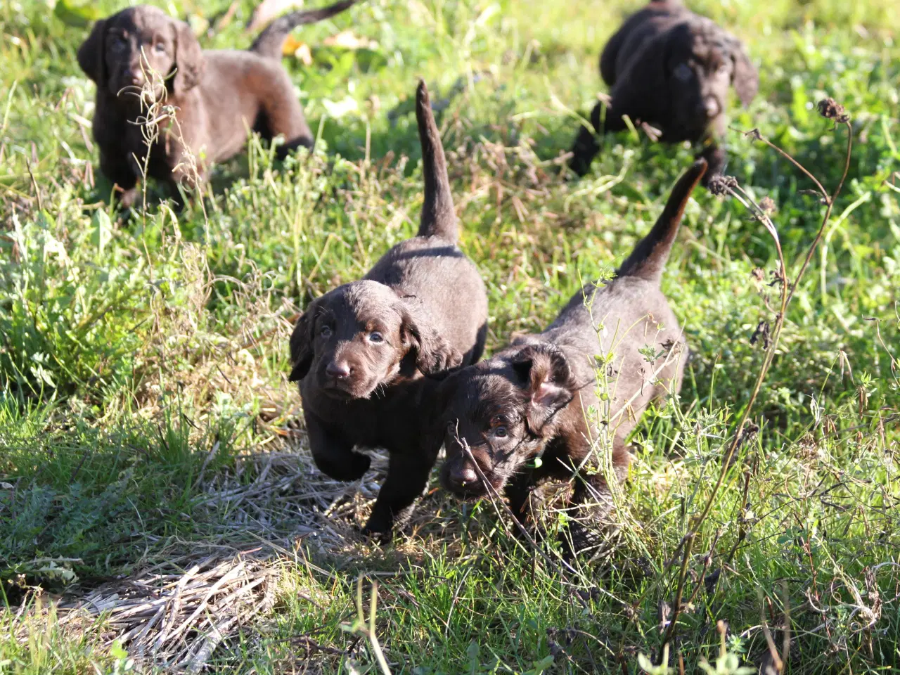 Billede 8 - Langhåret hønsehunde hvalpe