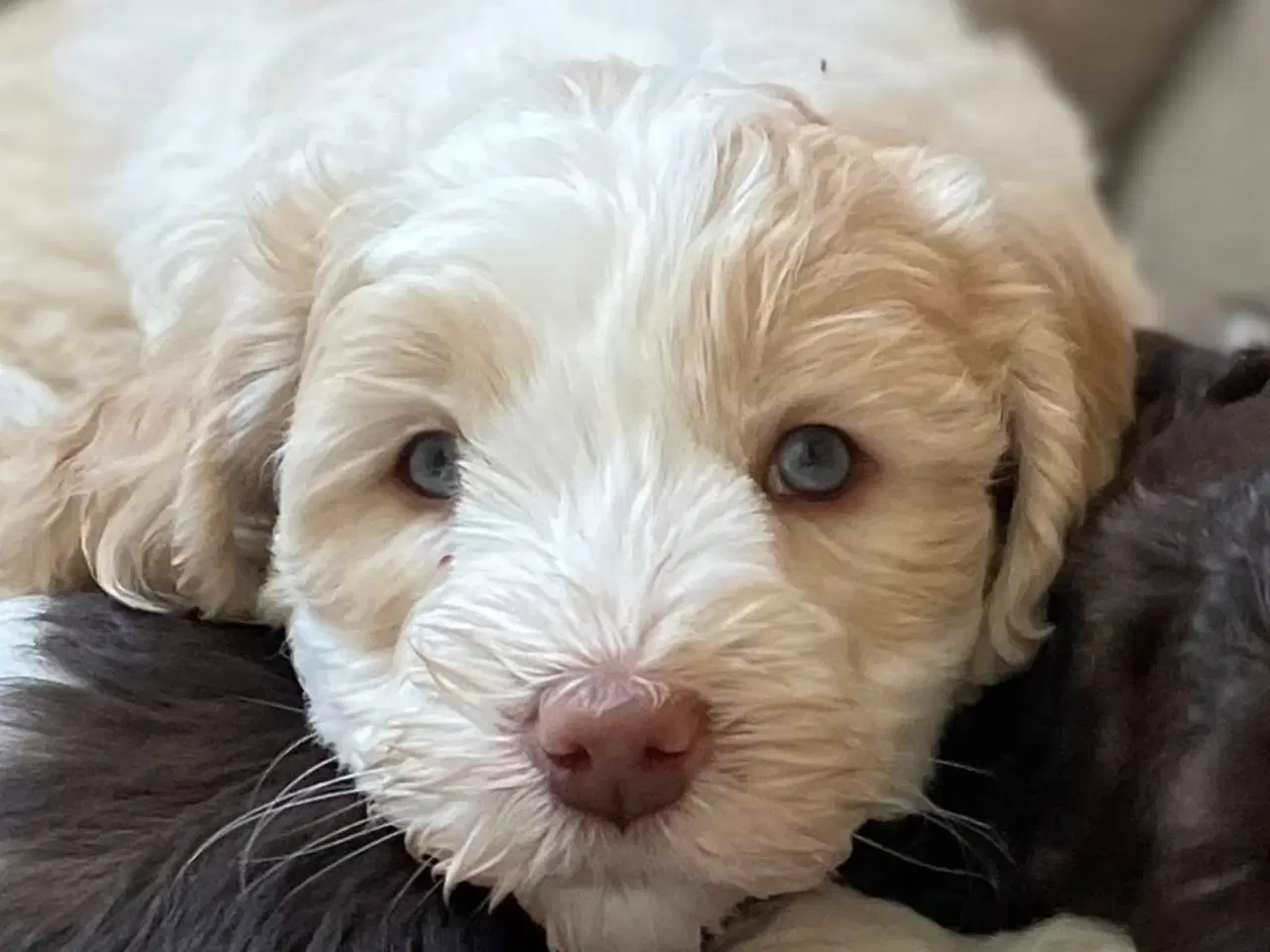 Billede 7 - Labradoodlehvalpe til efteråret