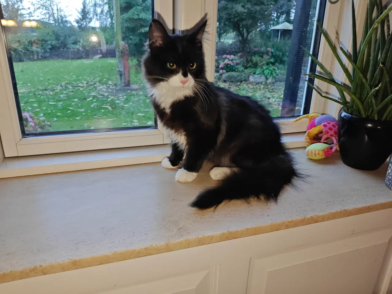 Billede 1 - Main coon x Ragdoll