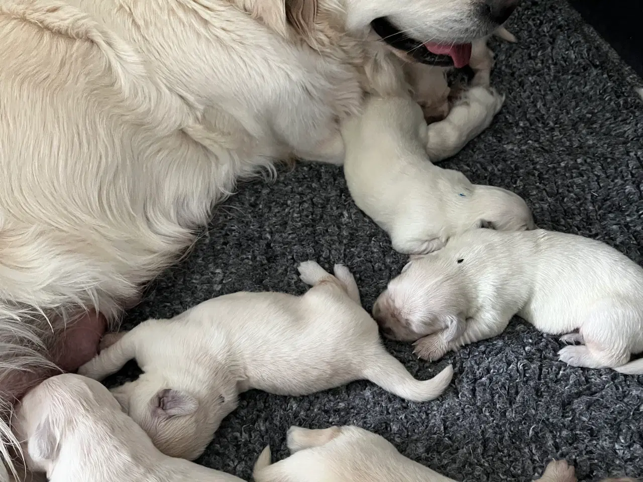 Billede 3 - Golden Retriever hvalpe