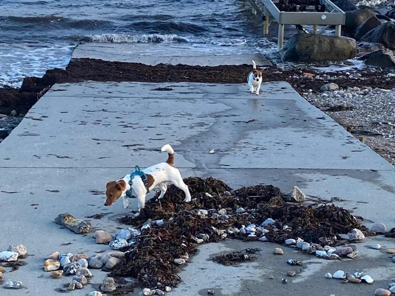 Billede 7 - Jack Russell Han 1 år - DKK stamtavle 