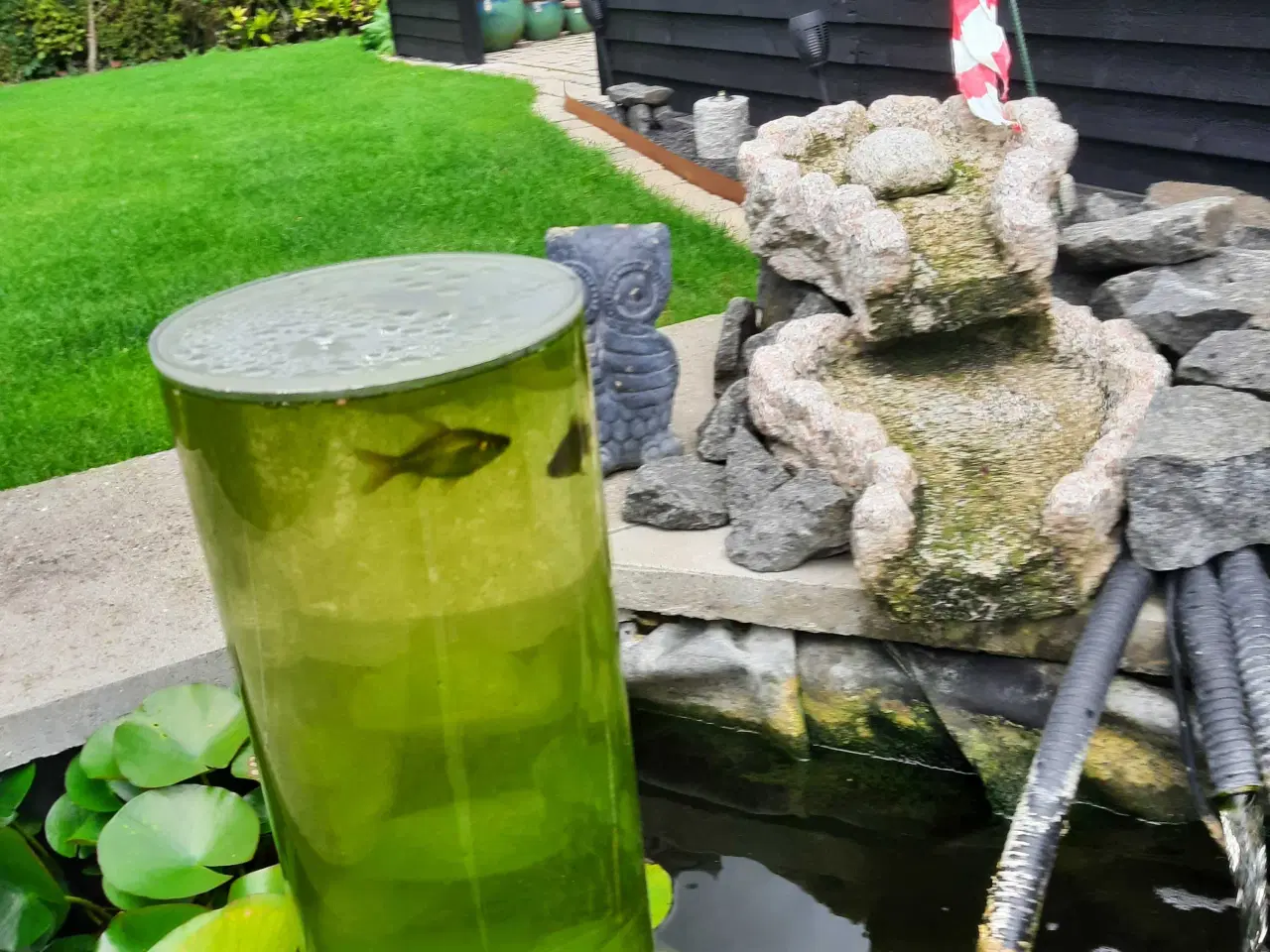 Billede 1 - Guldfisk 