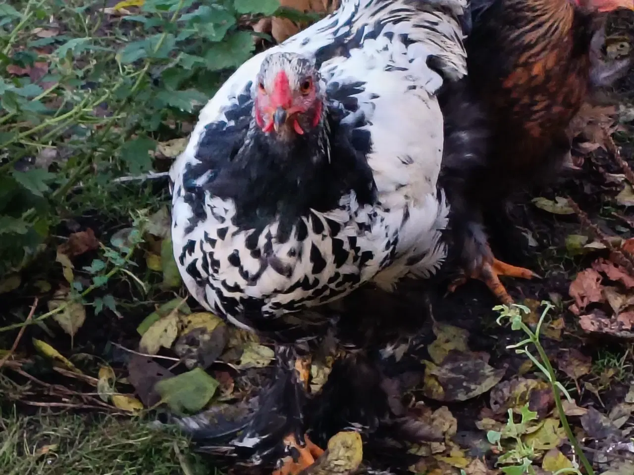 Billede 4 - Brahma og Us silke haner