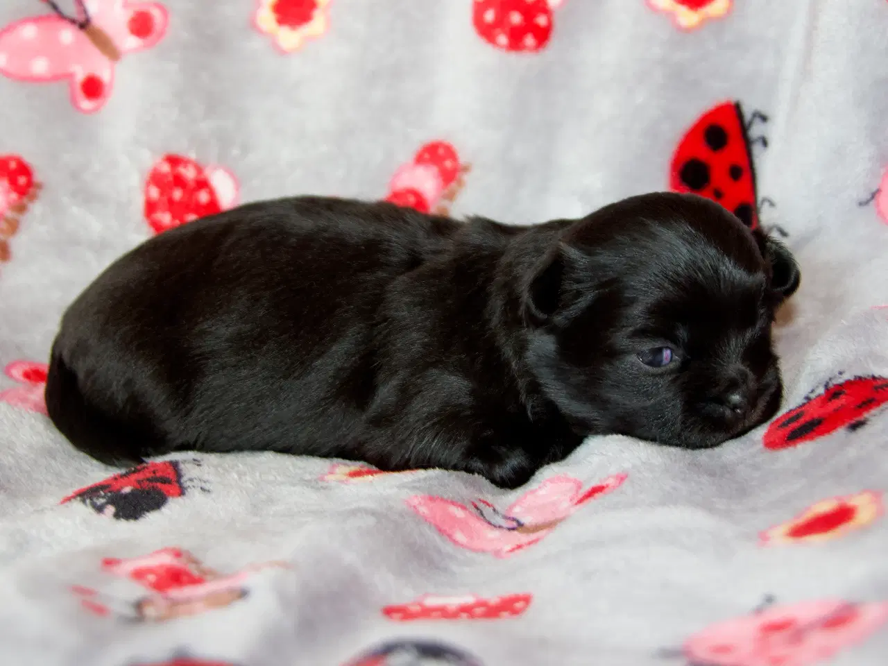 Billede 3 - Tibetanske Spaniel hvalpe