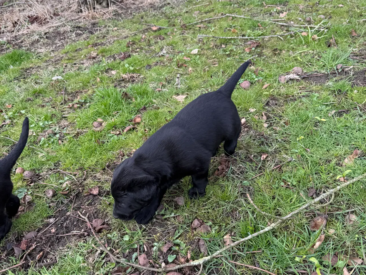 Billede 4 -  3 stk Søde hundehvalpe til salg  