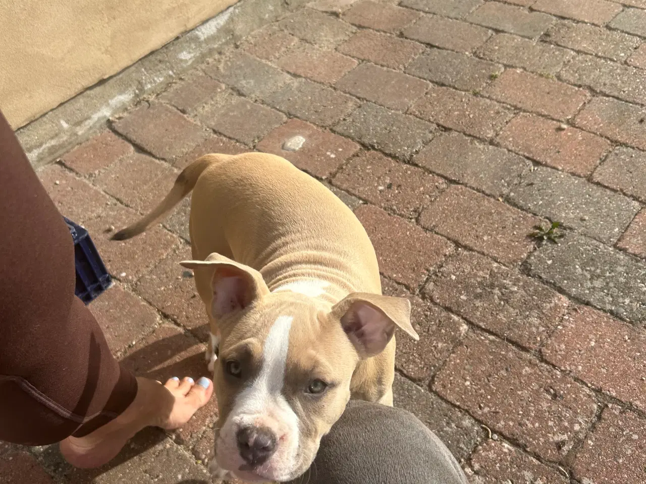 Billede 3 - Amarican bully