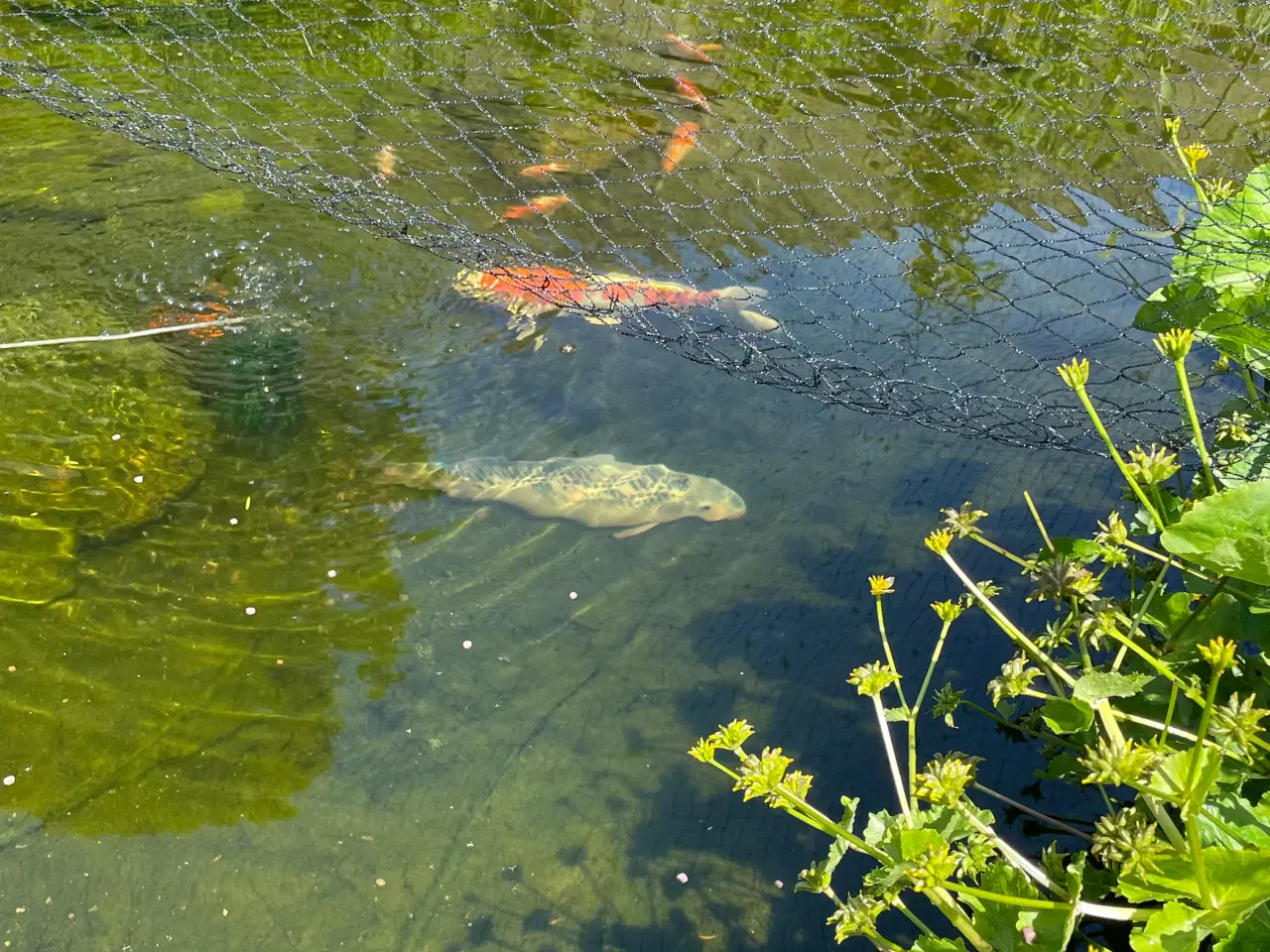 Billede 8 - Koi karper og guldfisk