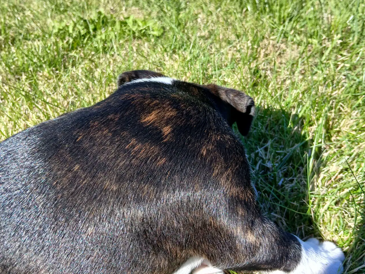 Billede 2 - Staffordshire bull terrier hvalp brindle 