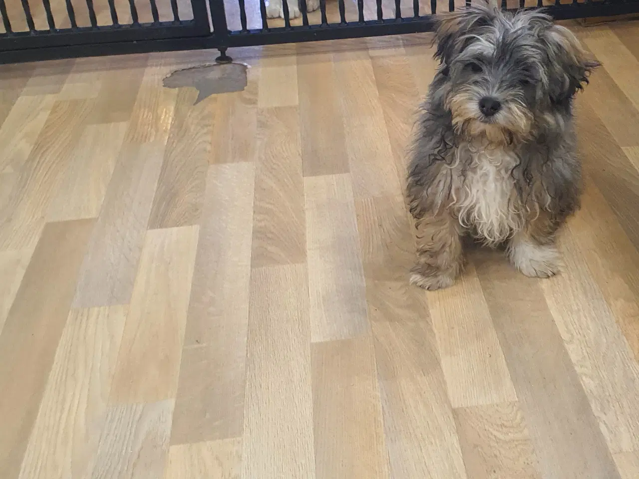 Billede 3 - Morkies hvalpe