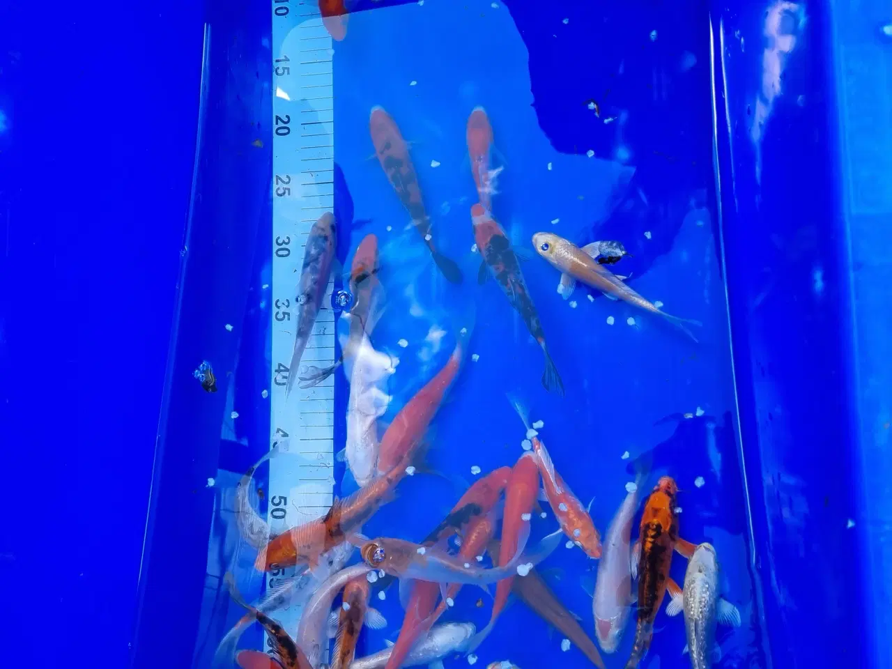 Billede 1 - Koi karper 