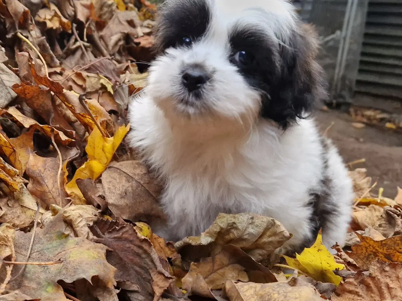 Billede 9 - Havapoo Bichon havanais puddel 