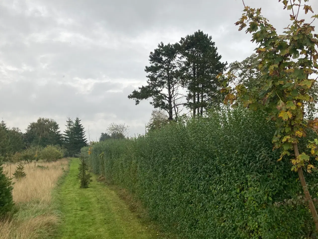 Billede 1 - Ligusterhæk, (færdig hæk ca.2m høj) ca. 100m lang