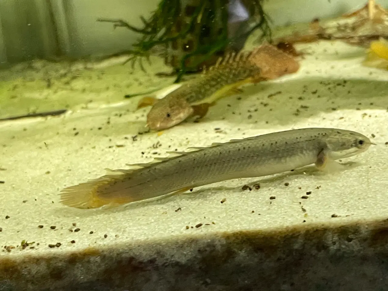 Billede 4 - Fisk Bichir 2 farver