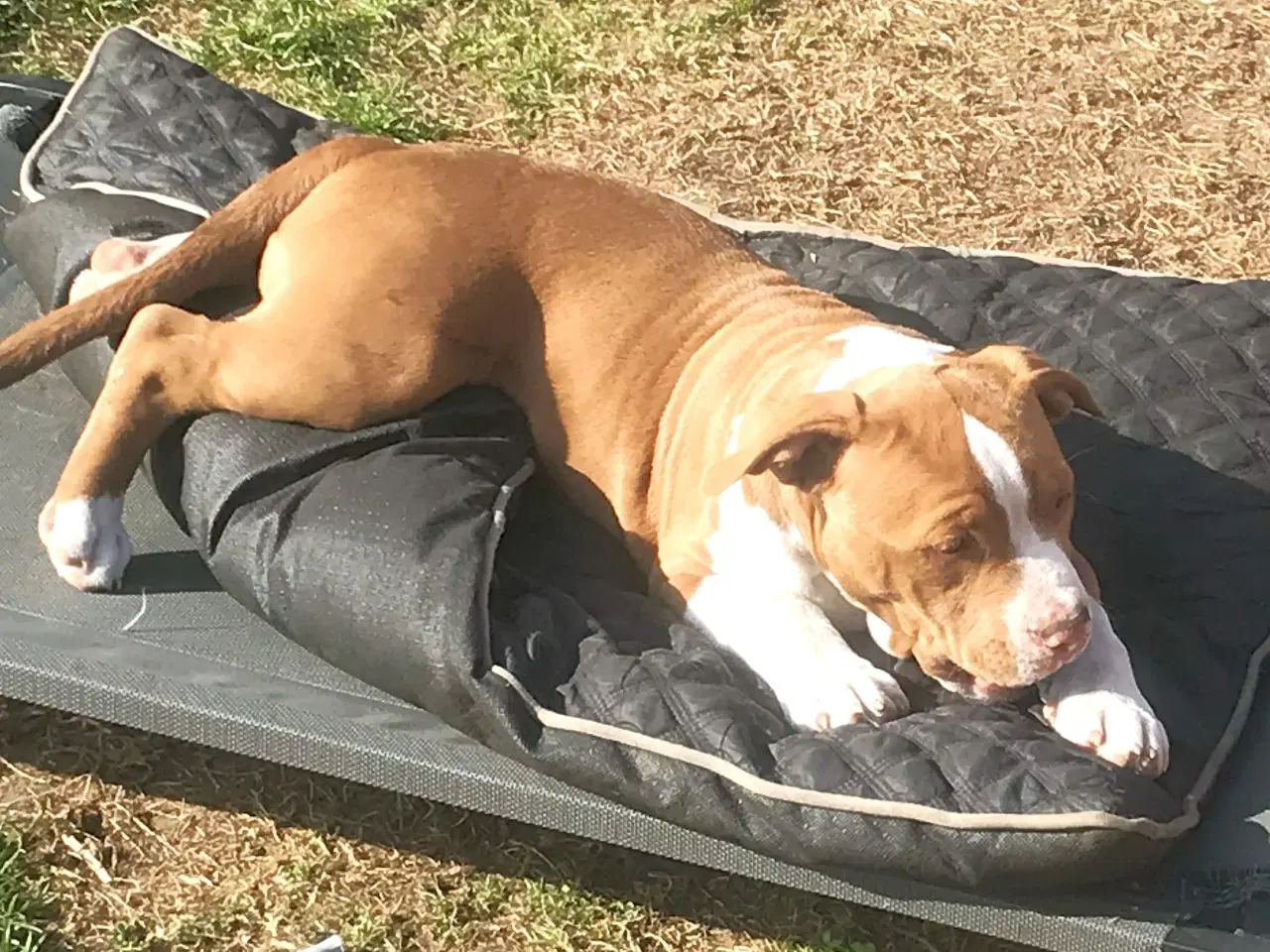 Billede 9 - Staffordshire Bull terrier hvalpe