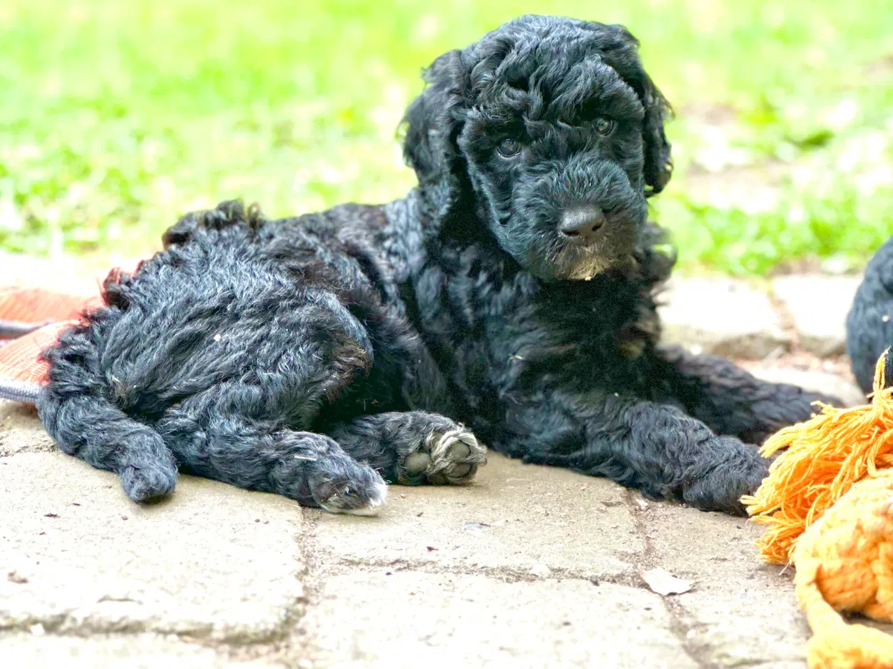 Billede 4 - Sort Mini Doodle (Goldendoodle)