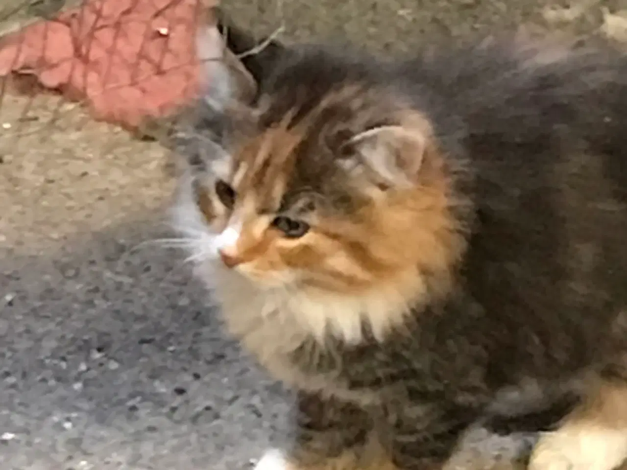 Billede 3 - Norsk skov kat 