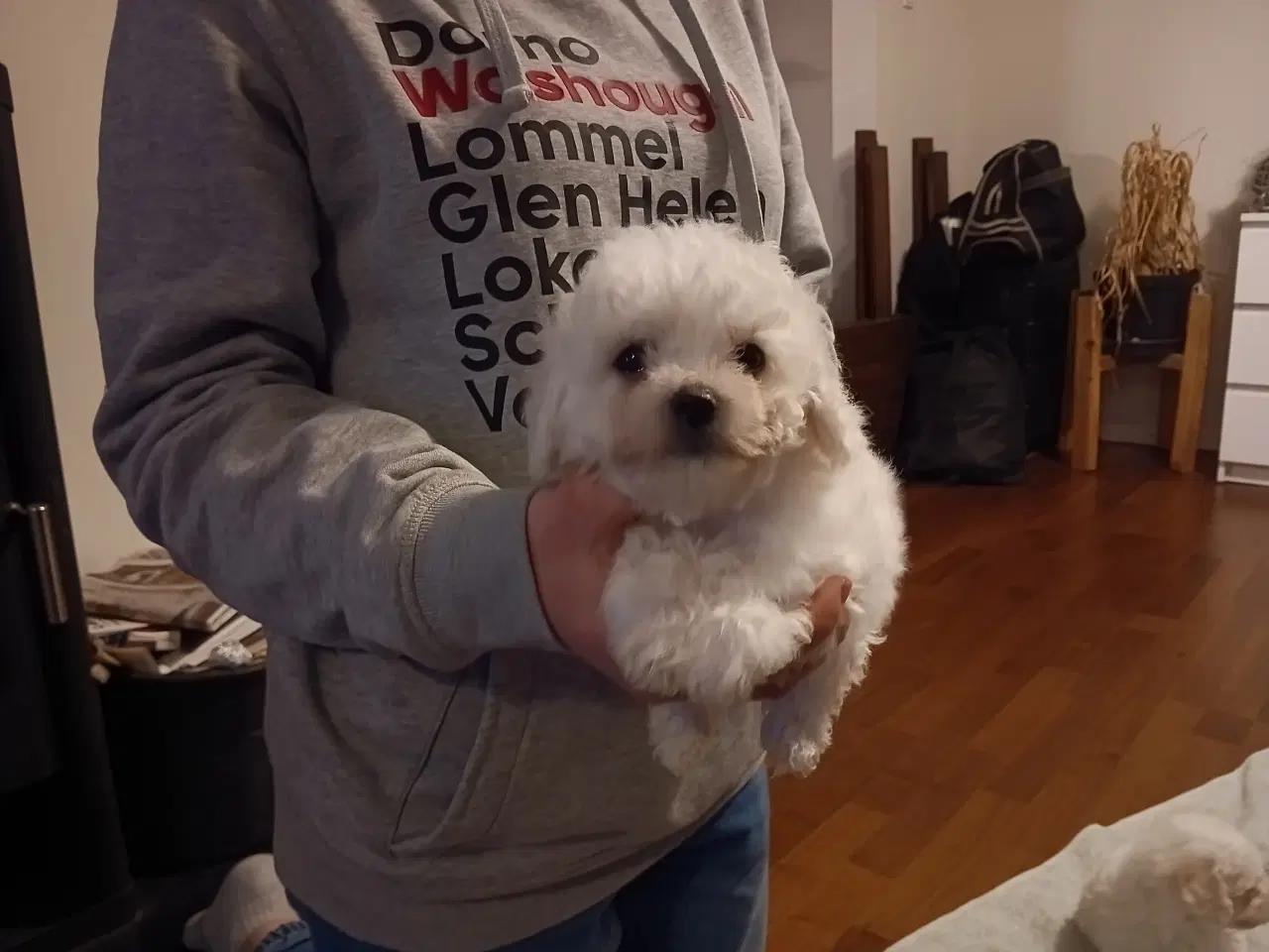 Billede 3 - Bichon Frise