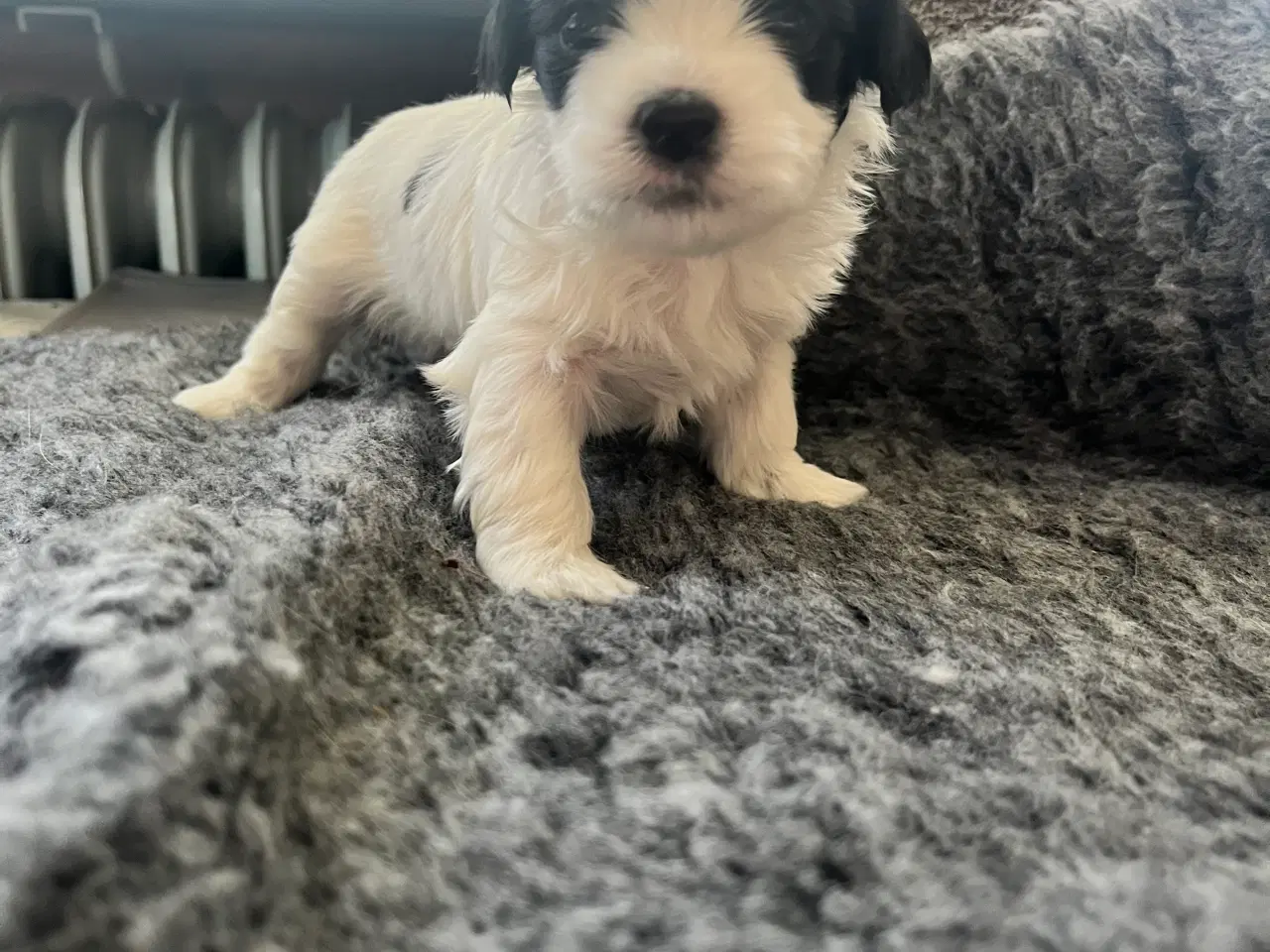 Billede 5 - Boomer hvalpe 🥰